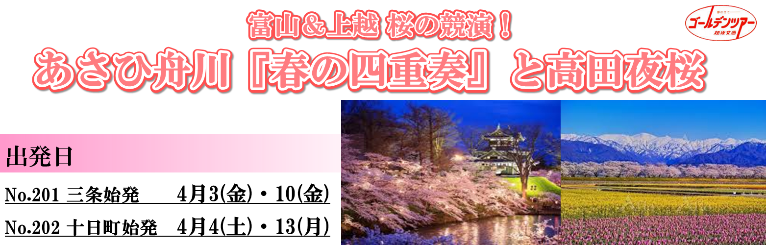 高田夜桜 高田夜桜